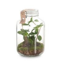 Ecosysteem Peperomia in weckpot (DIY)