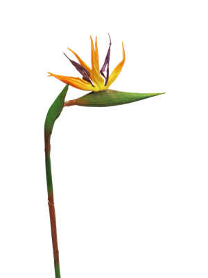RT Strelitzia Cathy orange 58cm - Nova nature