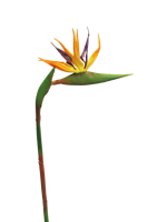 RT Strelitzia Cathy orange 58cm - Nova nature