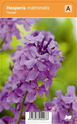 Vips Hesperis matronalis Violet - Damastbloem