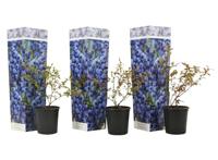 Blauwe bes - set van 3