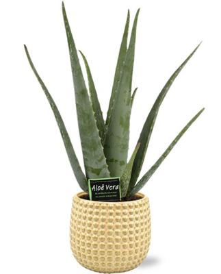 Aloe Vera - Ø19cm - ↕70cm + Bubble Pot D19,5x17,5cm - Goud