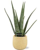 Aloe Vera - Ø19cm - ↕70cm + Bubble Pot D19,5x17,5cm - Goud