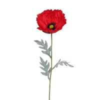 Papaver bloem rood - Hortus