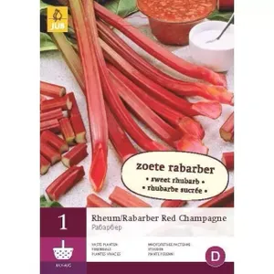 1 Rheum/Rabarber Red Champagne