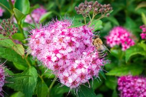 Spierstruik spirea