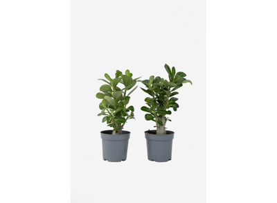 Set van 2 Adenium - Woestijnrozen