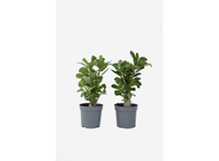 Set van 2 Adenium - Woestijnrozen