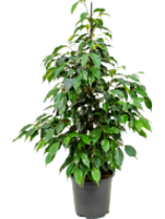 Ficus benjamina 'Danielle' - Toef