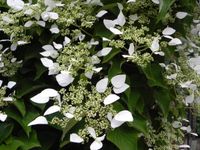 Hortensia klimplant - thumbnail