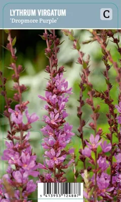 V.I.P.S. Lythrum virgatum ''Dropmore Purple'' - Speerplant (P9)