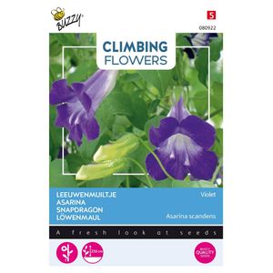 3 stuks Flowering climbers asarina blue