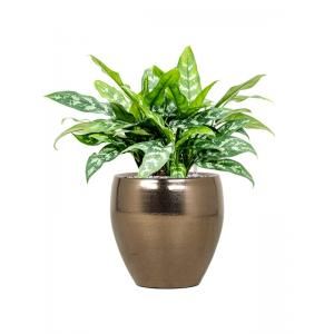 Plant in Pot Aglaonema Maria 55 cm kamerplant in Amora Gold 26 cm bloempot