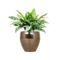 Plant in Pot Aglaonema Maria 55 cm kamerplant in Amora Gold 26 cm bloempot - thumbnail