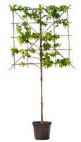 2 stuks! Lei amberboom 150 cm (120x120) Liquidambar styraciflua Worplesdon 270 cm - Warentuin Natuurlijk