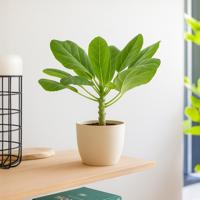 Vulkaanpalm - Brighamia Insignes - P12 Vulkaanpalm - Brighamia Insignes - P12