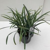 Zegge (Carex laxiculmis "Bunny Blue") siergras - In 2 liter pot - 1 stuks - thumbnail