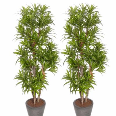 2x Groene Dracaena reflexa kunstplanten 120 cm voor binnen