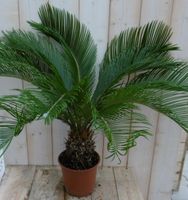 Kamerplant Palmvaren Vredespalm Cycas 70 cm - Warentuin Natuurlijk