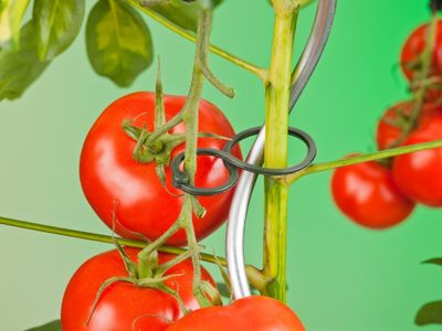 Tomatenplantringen dia. 65mm set a 25 stuks - Nature