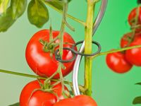 Tomatenplantringen dia. 65mm set a 25 stuks - Nature - thumbnail
