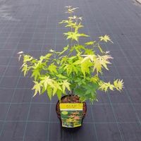 Japanse esdoorn (Acer palmatum "Orange Dream") heester - 50-60 cm - 1 stuks