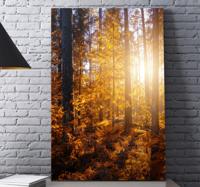 Canvas natuur landschap Bos zon bomen