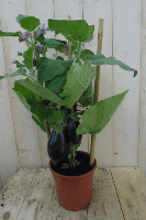 Aubergineplant GROOT plukplant Solanum Warentuin Natuurlijk - Warentuin natuurlijk