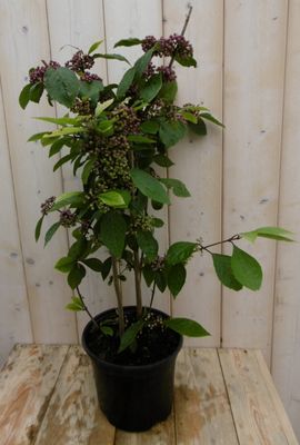 Callicarpa schoonvrucht - Warentuin natuurlijk