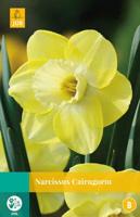 Narcissus Cairngorm - Jub
