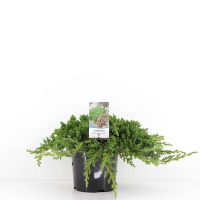 Juniperus procumbens nana 30 cm - Warentuin natuurlijk