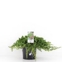 Juniperus procumbens nana 30 cm - Warentuin natuurlijk