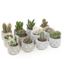 Mini cactus in betonpotje star (12-pack) - P 7 cm