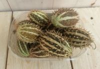 Decoratievruchten - Warentuin natuurlijk