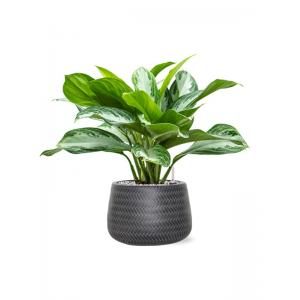 Plant in Pot Aglaonema Silver Bay 45 cm kamerplant in Baq Angle Anthracite 24 cm bloempot