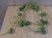 Kerstgroen sliert met groene vruchten tak decoratie Warentuin Natuurlijk - Warentuin natuurlijk