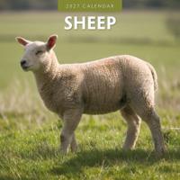 Schapen Kalender 2027