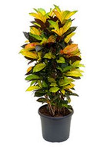 Croton (Codiaeum) variegatum 'Mrs. Iceton' - Vertakt