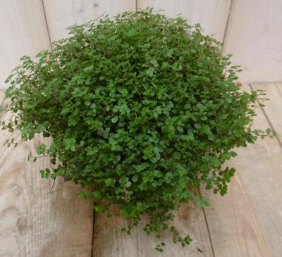 Kamerplant Slaapkamergeluk Soleirolia - Warentuin natuurlijk