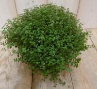 Kamerplant Slaapkamergeluk Soleirolia - Warentuin natuurlijk