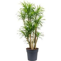 Dracaena Pleomele anita variegata M kamerplant - thumbnail