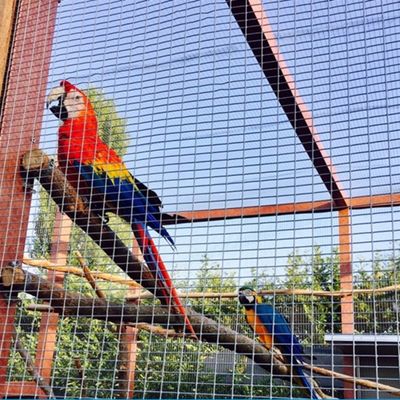 7 mm Rol Aluminium Horgaas 23 Gauge Vierkant Gegalvaniseerd Kippengaas Gelast Hek Gegalvaniseerd Aluminium Horgaas voor Tuin