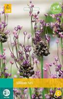 Allium Art 8 bollen - Jub