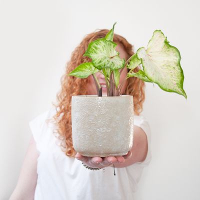 Caladium Gingerland - P13