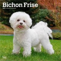 Bichon Frise Kalender 2026