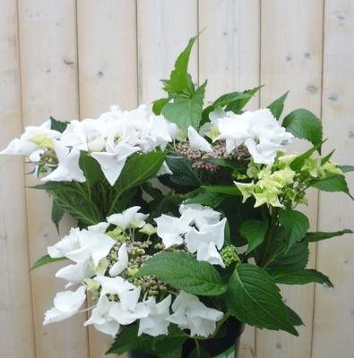 Hortensia Hydrangea wit randjesbloem 40 cm - Warentuin natuurlijk