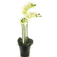 Nova Nature - (Best) RT Phalaenopsis Bora x3 in pot 60cm white - thumbnail