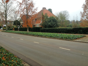 Plantenmat vasteplanten Klimop hedera prijs per 1m2 cm Covergreen - Covergreen