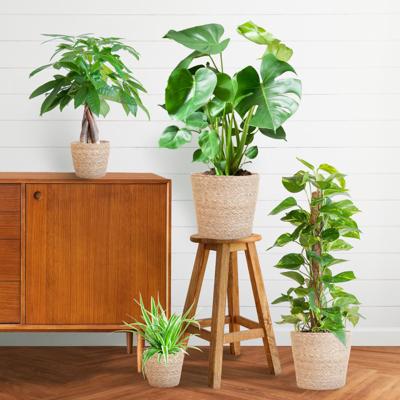 Easy care Plantenbox - medium - met mand Sofia