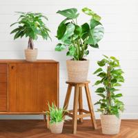 Easy care Plantenbox - medium - met mand Sofia